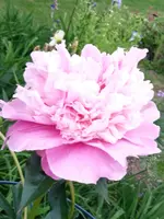 20190614_205203.webp
