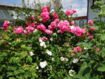 DSC00403.JPG