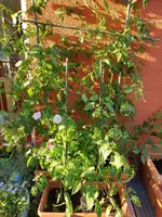 20190613_195100_resized.webp