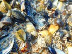 Nordsee 3.JPG