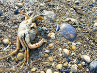 Nordsee 6.JPG