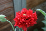 Mohn4419.JPG