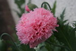 Mohn4519.JPG