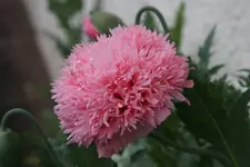 Mohn4519.webp