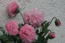 Mohn4619.webp