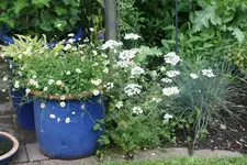 Juni  3919.webp