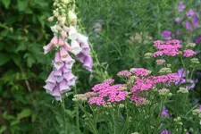 Juni  4019.webp
