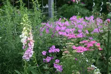 Juni  4219.webp