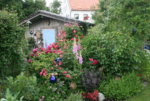 Juni  4319.JPG