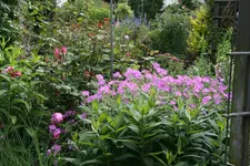 Juni  4619.webp