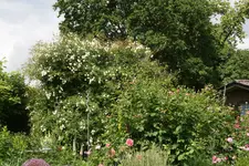 Juni  4819.webp