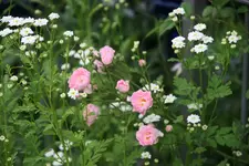 Rose Kirschrose 0219.webp