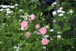 Rose Kirschrose 0219.JPG