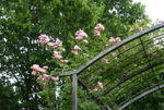 Rose Kirschrose 0319.JPG