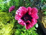 Papaver oriet. Patty`s PlumDSCF2304 (2).JPG