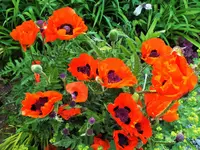 DSCF2312 (2).webp