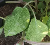IMG_20190617_205652.webp
