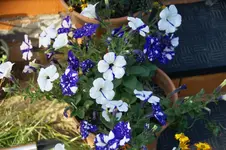 DSC07850.webp