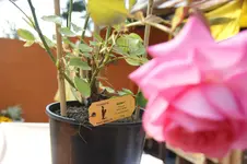 DSC07844.webp