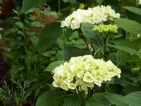 P1060011.webp