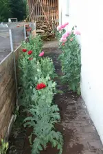 Mohn4819.webp