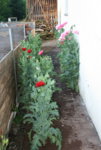 Mohn4819.JPG