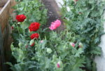 Mohn4919.JPG