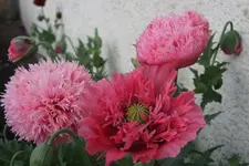 Mohn5019.webp
