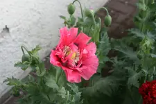 Mohn5119.webp