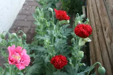 Mohn5219.webp