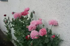 Mohn45019.JPG