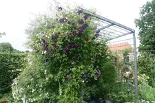 Rosenlaube0419.webp