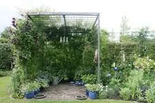 Rosenlaube0519.webp