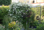 Rosenlaube0619.JPG