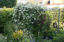 Rosenlaube0619.webp