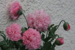 Mohn4619.JPG