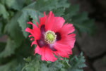 Mohn4319.JPG