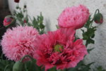 Mohn5019.JPG