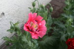 Mohn5119.JPG