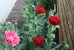 Mohn5219.JPG