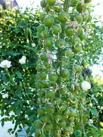 DSCF2345 (4).webp