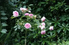DSC07855.webp