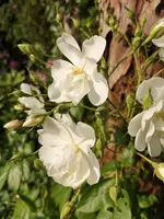 IMG_20190618_185457.webp