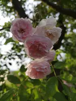 IMG_20190618_185519.webp