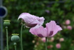 Mohn0116.JPG