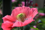 Mohn1616.JPG