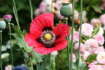 Mohn1816.JPG