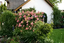 Rose Juanita0918.webp