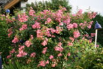Rose Juanita1018.JPG