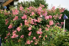 Rose Juanita1018.webp
